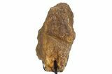 Dinosaur (Triceratops) Frill Shield Section - South Dakota #339988-1